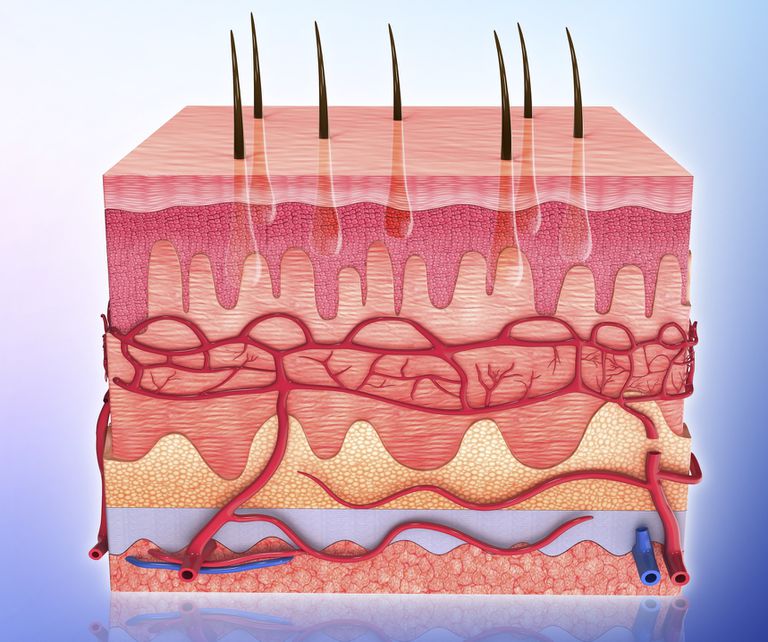 Diseases of the skin and subcutaneous tissue 
